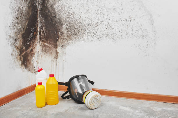 Best Black Mold Removal  in Red Bluff, CA