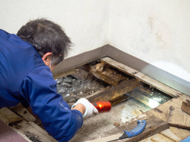 Office Mold Removal Services in Red Bluff, CA