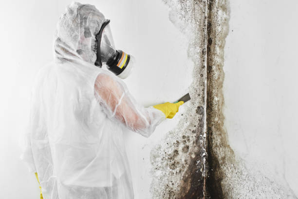 Best Mold Cleaning Services  in Red Bluff, CA