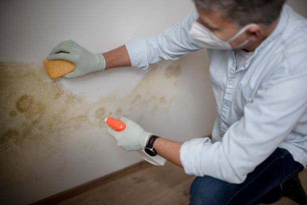 Best Mold Cleaning Services  in Red Bluff, CA