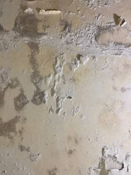 Best Office Mold Removal Services  in Red Bluff, CA