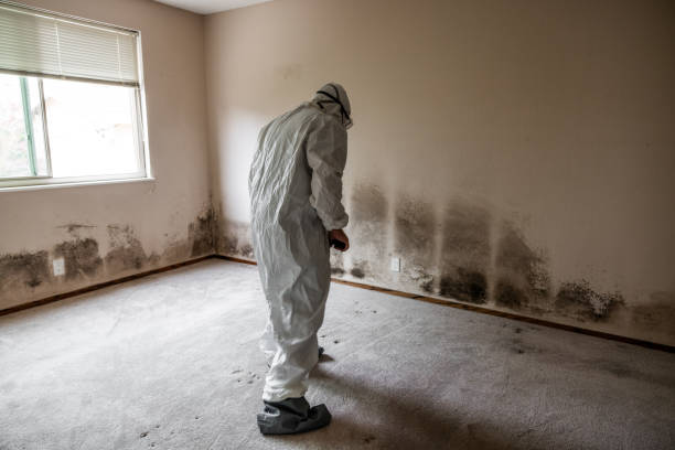 Best Certified Mold Removal  in Red Bluff, CA