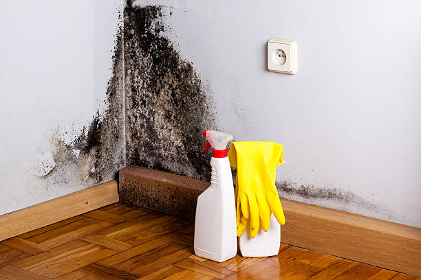 Best Emergency Mold Removal  in Red Bluff, CA