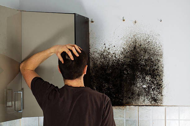 Best Affordable Mold Removal  in Red Bluff, CA