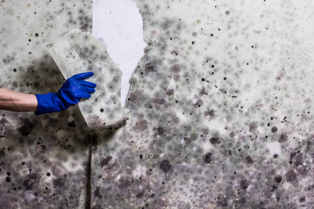 Best Professional Mold Removal  in Red Bluff, CA