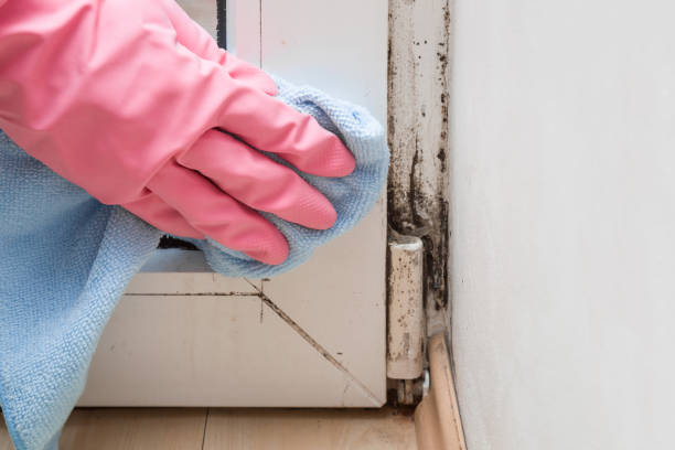  Red Bluff, CA Mold Removal Pros